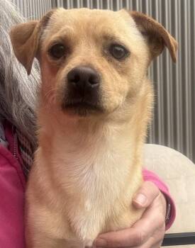 Chihuahua and Mixed Breed Dogs Available for Adoption - KNOX | PetCurious