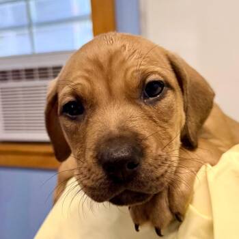 Puppy 4 -  Mixed Breed Dog for Adoption in Redwood Valley, California - Puppy 4 | PetCurious