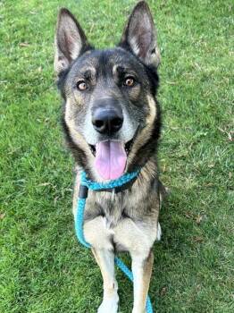 GENDO -  German Shepherd Dog and Mixed Breed Dog for Adoption in Sacramento, California - GENDO | PetCurious