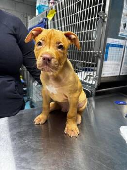 Tamale -  Mixed Breed Dog for Adoption in Hobart, Indiana - Tamale | PetCurious