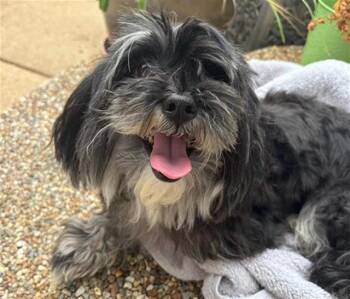 KOKO -  Shih Tzu and Mixed Breed Dog for Adoption in Brentwood, Missouri - KOKO | PetCurious