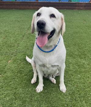 Dakota -  Labrador Retriever Dog for Adoption in Temecula, California - Dakota | PetCurious