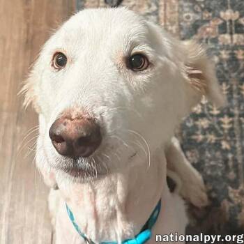 Wanda in AL - A Sweet Cuddle-Bug -  Great Pyrenees Dog for Adoption in Beacon, New York - Wanda In AL - A Sweet Cuddle-Bug | PetCurious