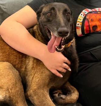 Dog -  Belgian Shepherd Malinois Dog for Adoption in Los Angeles, California - Dog | PetCurious