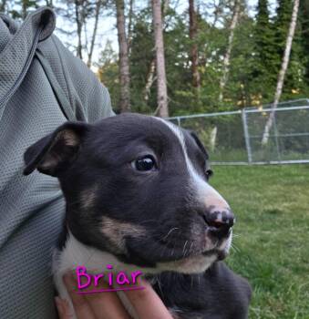 Pit Bull Terrier and Catahoula Leopard Dog Dogs Available for Adoption in Brookings, Oregon - Briar | PetCurious