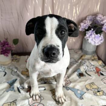 Remy -  Black Mouth Cur and American Bully Dog for Adoption in Long Beach, Mississippi - Remy | PetCurious