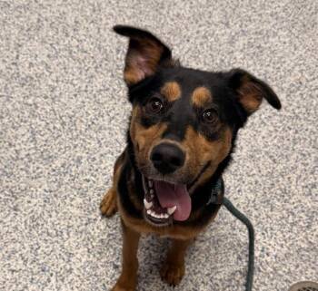 Marty -  Rottweiler Dog for Adoption in Golden, Colorado - Marty | PetCurious