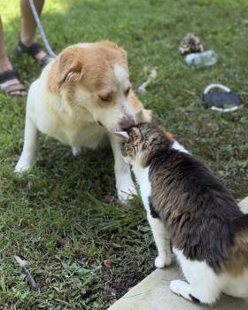 BJ -  Australian Shepherd and Labrador Retriever Dog for Adoption in Locust Fork, Alabama - BJ | PetCurious