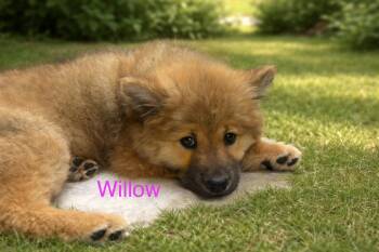 Chow Chow and Shepherd Dogs Available for Adoption in Union Beach, New Jersey - Willow | PetCurious
