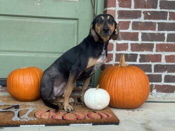 Rescue Coonhound Dogs for Adoption in Syracuse, New York - Shelby Previous Veerah | PetCurious