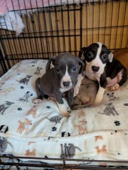 Catahoula Leopard Dog and Pit Bull Terrier Dogs Available for Adoption in Pemberton Township, New Jersey - RAINA | PetCurious
