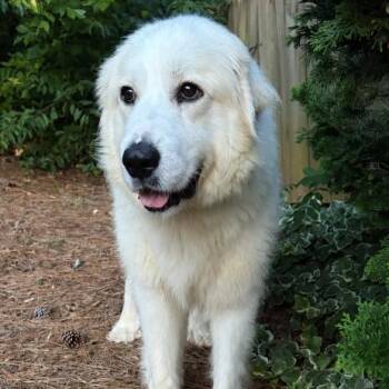 Liza July -  Great Pyrenees Dog for Adoption in Roswell, Georgia - Liza July | PetCurious