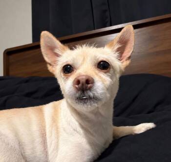 Freida -  Chihuahua and Terrier Dog for Adoption in Manchester, Tennessee - Freida | PetCurious