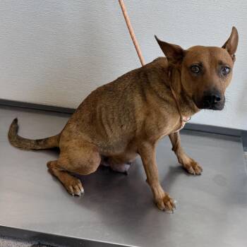 Mixed Breed Dogs Available for Adoption in Parker, Colorado - 603 (2026) Mama Penny | PetCurious
