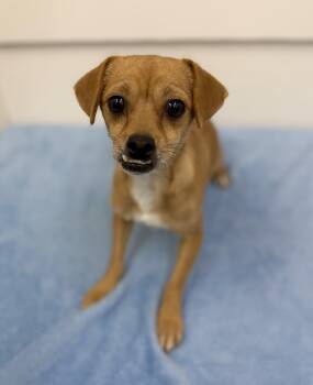 Goldie -  Chihuahua Dog for Adoption in Sonora, California - Goldie | PetCurious