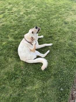 Jackson -  Labrador Retriever and Mixed Breed Dog for Adoption in El Paso, Texas - Jackson | PetCurious