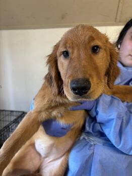 Golden Retriever Dogs Available for Adoption in Wayne, New Jersey - Gold Digger | PetCurious