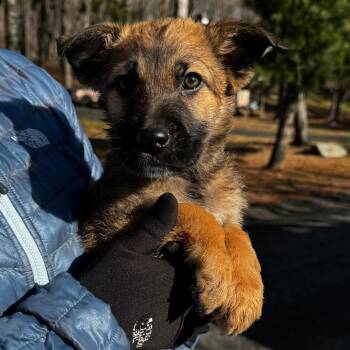 Shepherd and Mixed Breed Dogs Available for Adoption - NY Opossum Avail Mar 21 (Tractor Supply Patterson NY) | PetCurious