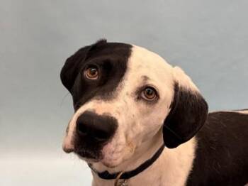 Smudge -  Labrador Retriever and Mixed Breed Dog for Adoption in Woodbury, Minnesota - Smudge | PetCurious