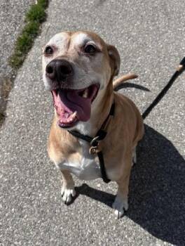 Labrador Retriever Dogs Available for Adoption in Aurora, Illinois - Cocoa | PetCurious
