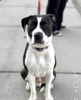 Rescue American Bully Dogs for Adoption in Fort Madison, Iowa - Gatsby | PetCurious