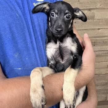 Ash -  Mixed Breed Dog for Adoption in Medford, Oregon - Ash | PetCurious