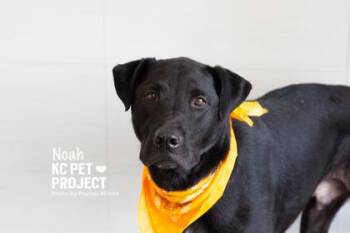 Noah -  Mixed Breed Dog for Adoption in Kansas City, Missouri - Noah | PetCurious