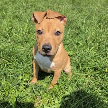 Sandy -  Terrier Dog for Adoption in Waynesboro, Pennsylvania - Sandy | PetCurious