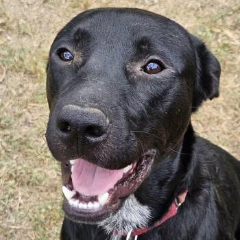 Limewire aka Oreo (20261020-01) -  Black Labrador Retriever Dog for Adoption in Niagara Falls, Ontario - Limewire Aka Oreo (20261020-01) | PetCurious