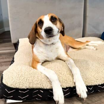 Coonhound and Labrador Retriever Dogs Available for Adoption in Mooresville, North Carolina - Shelly | PetCurious