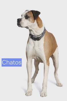 Boxer Dogs Available for Adoption in Minneapolis, Minnesota - Chatos | PetCurious