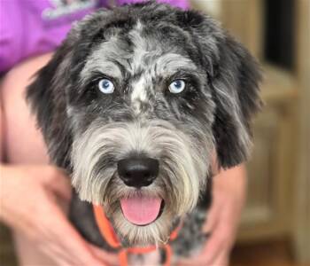 Poodle and Siberian Husky Dogs Available for Adoption - WALTER | PetCurious
