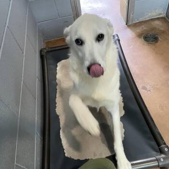 PUFFIN -  Great Pyrenees and Mixed Breed Dog for Adoption in Kyle, Texas - PUFFIN | PetCurious