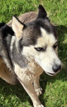 Husky Dogs Available for Adoption in Kingman, Arizona - Sky | PetCurious