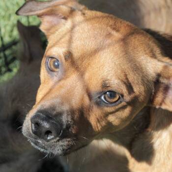 Samuel -  Chihuahua and Mixed Breed Dog for Adoption in San Francisco, California - Samuel | PetCurious