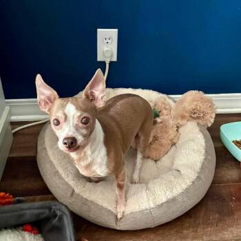 Sweetie -  Chihuahua Dog for Adoption in Abbotsford, British Columbia - Sweetie | PetCurious