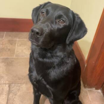 Rio -  Black Labrador Retriever Dog for Adoption in Bristol, Indiana - Rio | PetCurious
