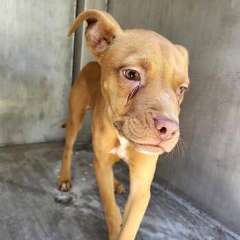 Rescue American Staffordshire Terrier and Mixed Breed Dogs for Adoption in Hagerstown, Maryland - Rigsby | PetCurious