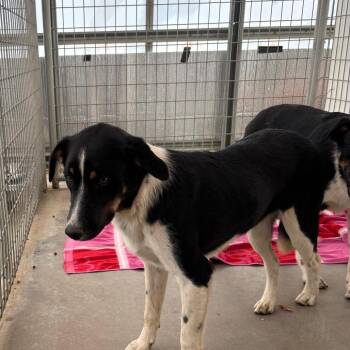 Coonhound Dogs Available for Adoption in Taos, New Mexico - Lucy | PetCurious