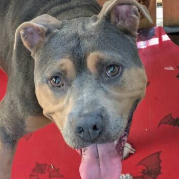 Rescue Pit Bull Terrier Dogs for Adoption in Dallas, Texas - Smuggler | PetCurious