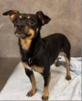 Miniature Pinscher Dogs Available for Adoption in Portland, Maine - Ralphie | PetCurious
