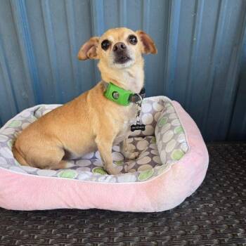Neo -  Chihuahua Dog for Adoption in Penns Grove, New Jersey - Neo | PetCurious