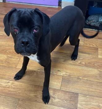 Mixed Breed Dogs Available for Adoption - Pixel | PetCurious