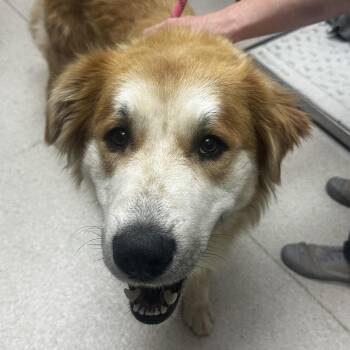 Kenai -  Mixed Breed Dog for Adoption in Murray, Utah - Kenai | PetCurious