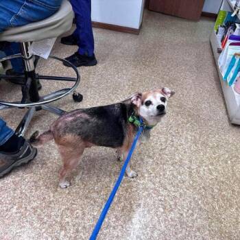 Thor -  Beagle and Mixed Breed Dog for Adoption in Kent, Washington - Thor | PetCurious