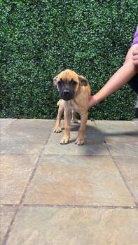 pup1 -  Boxer and Mixed Breed Dog for Adoption in El Paso, Texas - Pup1 | PetCurious