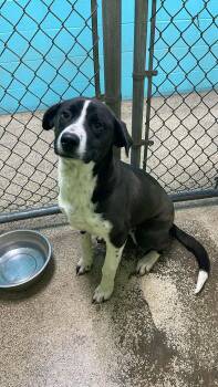 Hound and Bulldog Dogs Available for Adoption - Troop | PetCurious