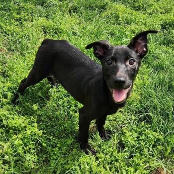 Rescue Shepherd and Mixed Breed Dogs for Adoption in Hackett, Arkansas - BB Pup 5/Felicia | PetCurious