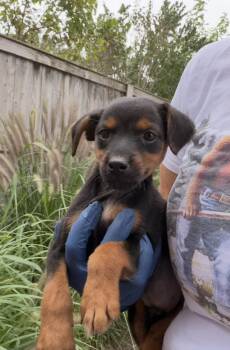 Pinni -  Miniature Pinscher Dog for Adoption in Bull Valley, Illinois - Pinni | PetCurious