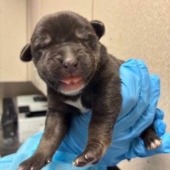 Black Labrador Retriever Dogs Available for Adoption in San Antonio, Texas - GTI | PetCurious